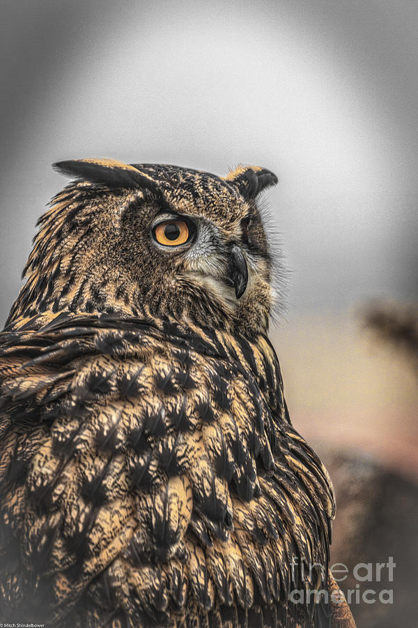 Eurasian Eagle Owl Photograph by Mitch Shindelbower