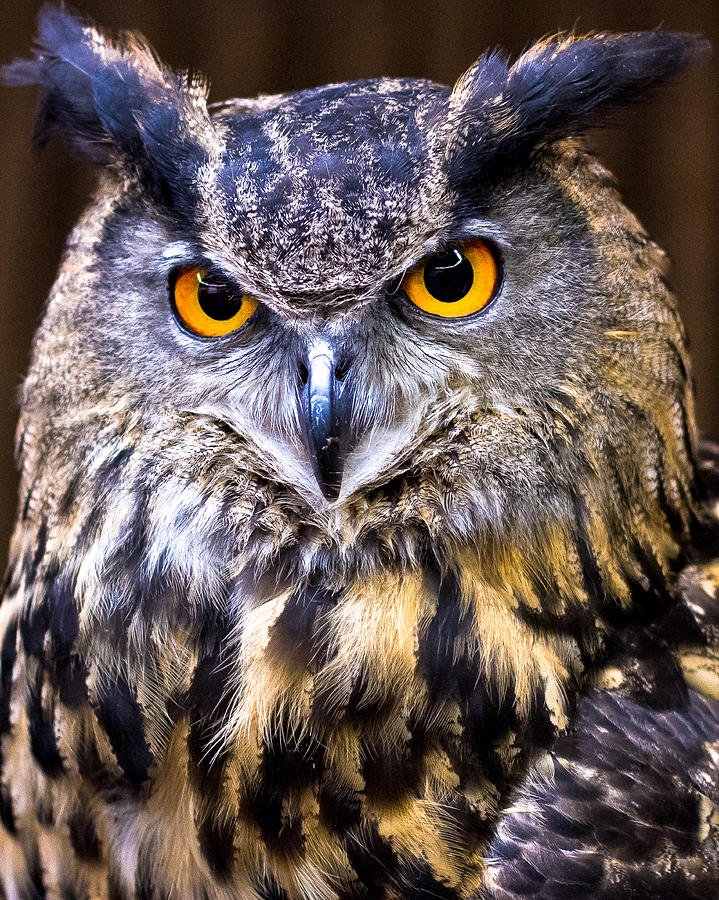 Eurasian Eagle-Owl Photograph by Robert L Jackson