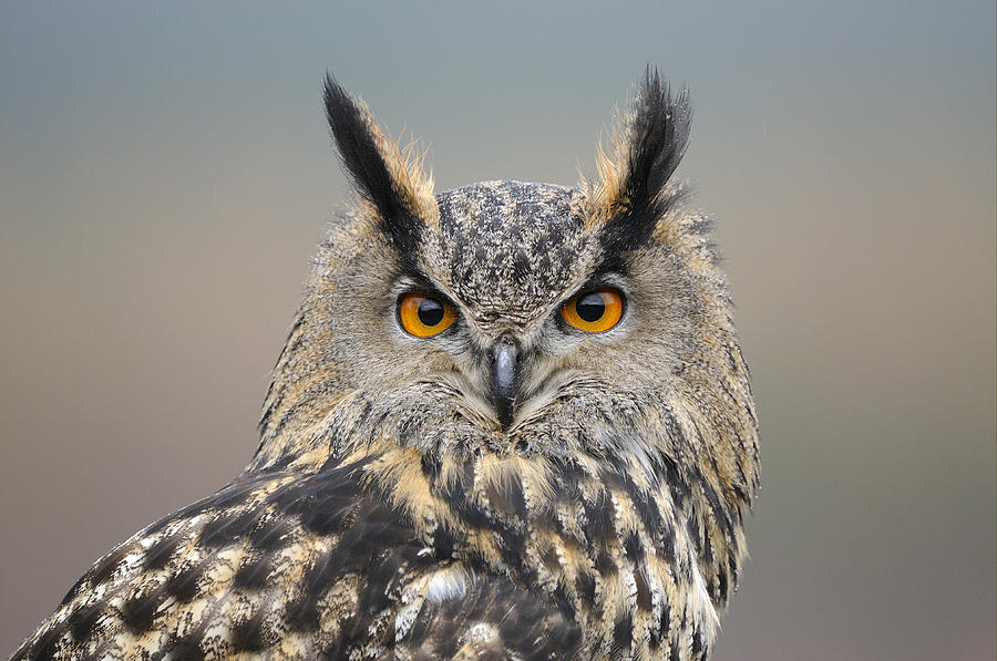 Eurasian Eagle-owl Scotland Photograph by Malcolm Schuyl