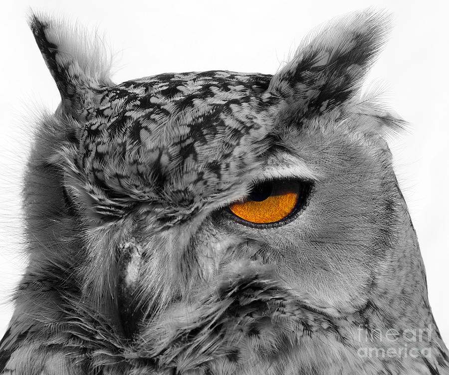 Bird Photograph - Eurasian Eagle Owl by Skip Willits