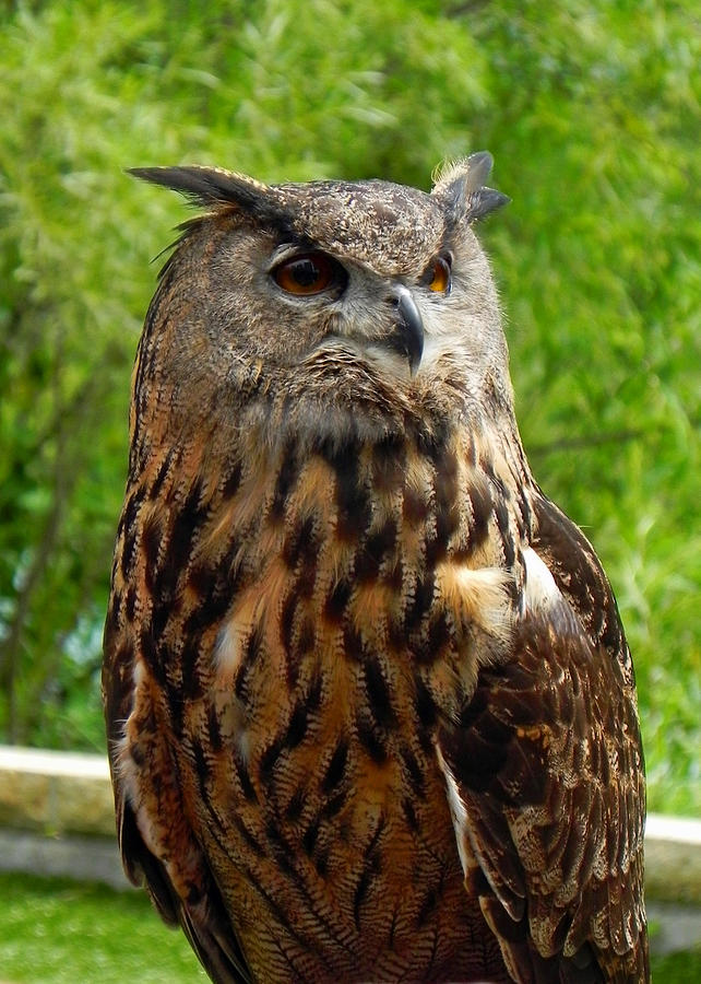 Eurasian Eagle Owl Photograph By Steve Anderson - Fine Art America