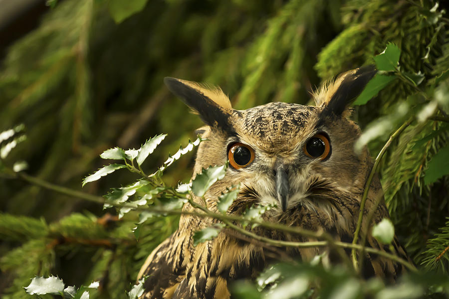 Eurasian Eagle-Owl Photograph by Tracy Winter
