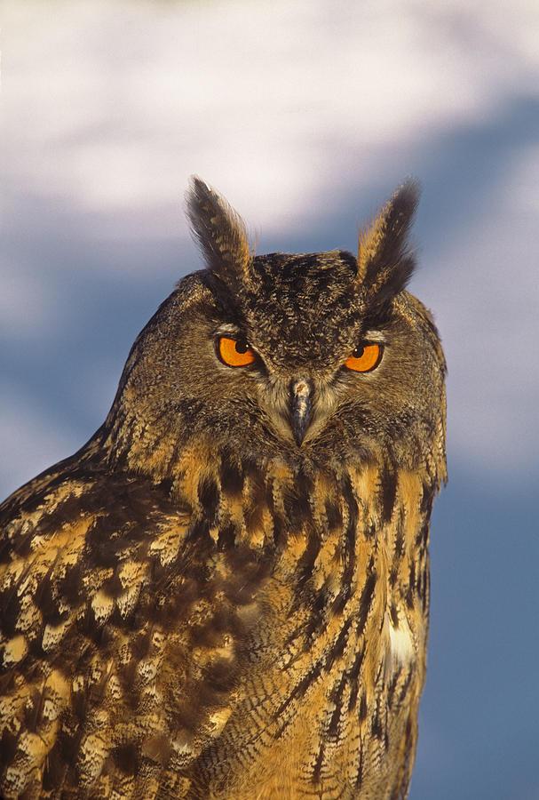 Eurasian Eagle-owl Vermont Photograph by Tom Vezo