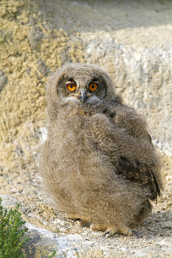 Eurasian Eagle Owlet Photograph by M. Watson