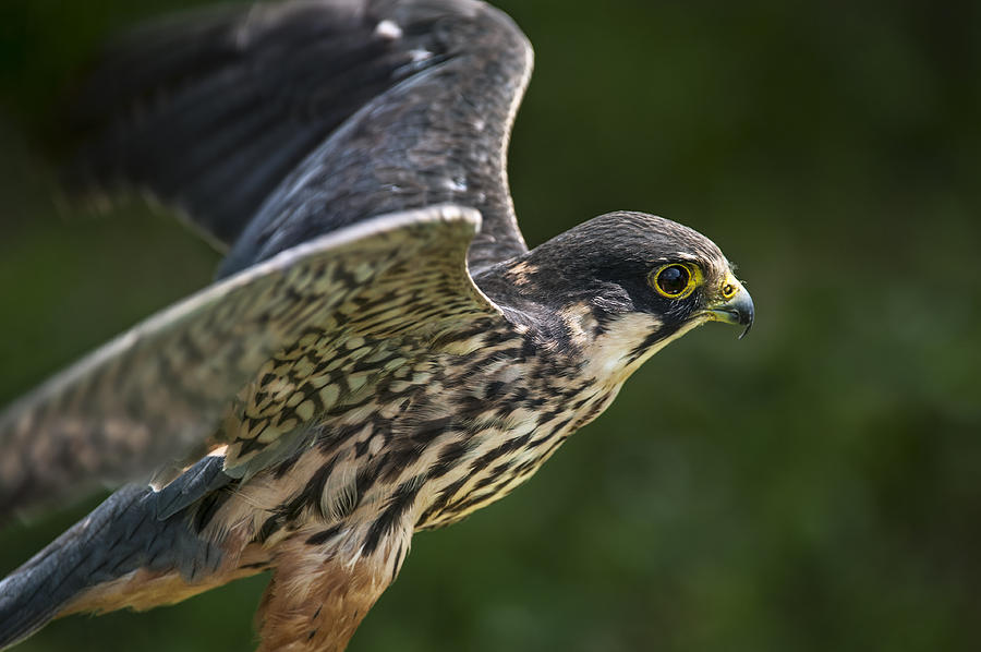 Eurasian hobby 2 Photograph by Arterra Picture Library