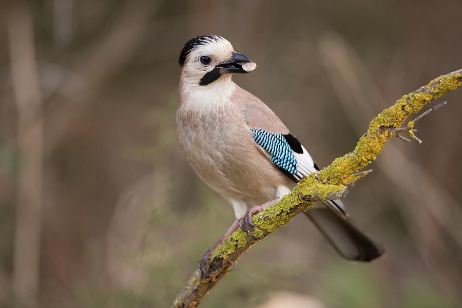 Eurasian Jay Garrulus Glandarius Photograph by Photostock-israel ...