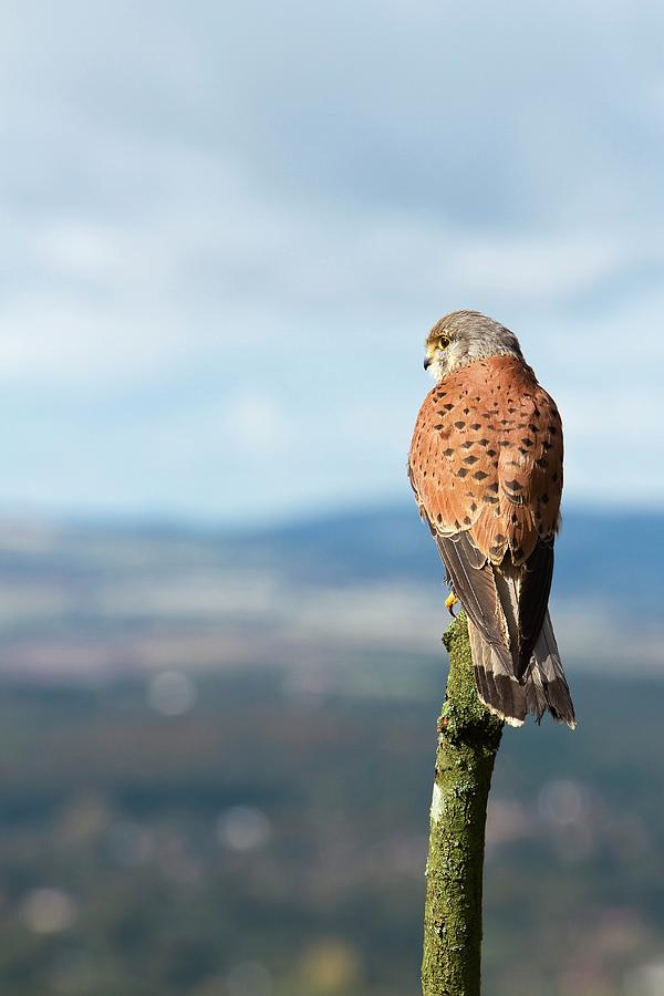 Falcon Photograph - Eurasian Kestrel by Linda Wright