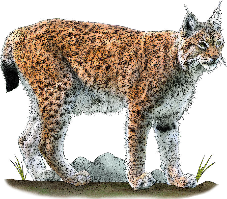 Eurasian Lynx, Illustration Photograph by Roger Hall