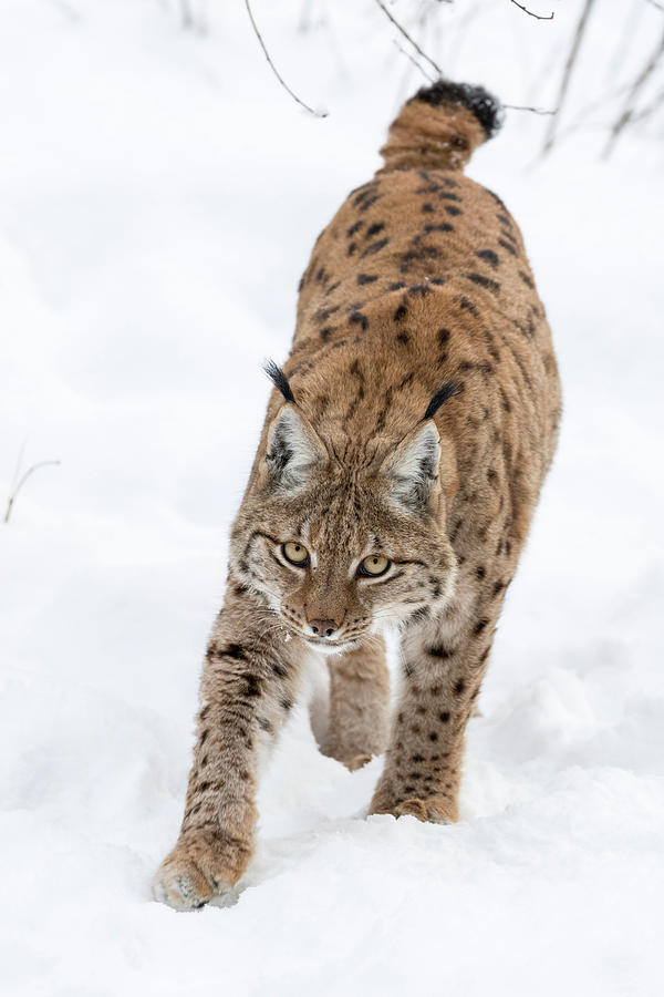 Eurasian Lynx (lynx Lynx Photograph by Martin Zwick