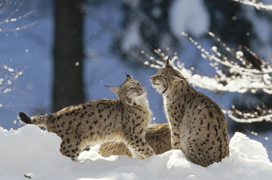 Eurasian Lynx Pair Bayerischer Wald Np Photograph by Konrad Wothe