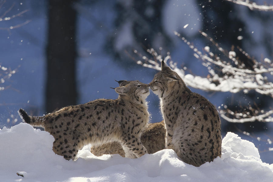 Eurasian Lynx Pair Touching Noses Photograph by Konrad Wothe