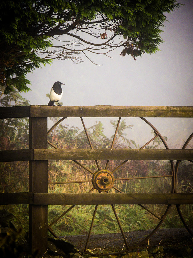 Eurasian Magpie in Morning Mist Photograph by James Truett
