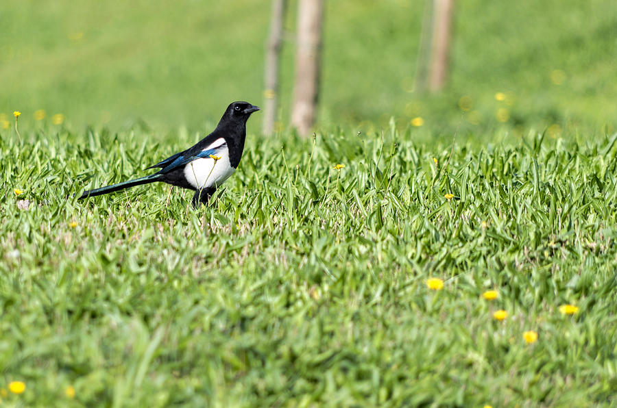 Eurasian magpie Photograph by Paulo Goncalves