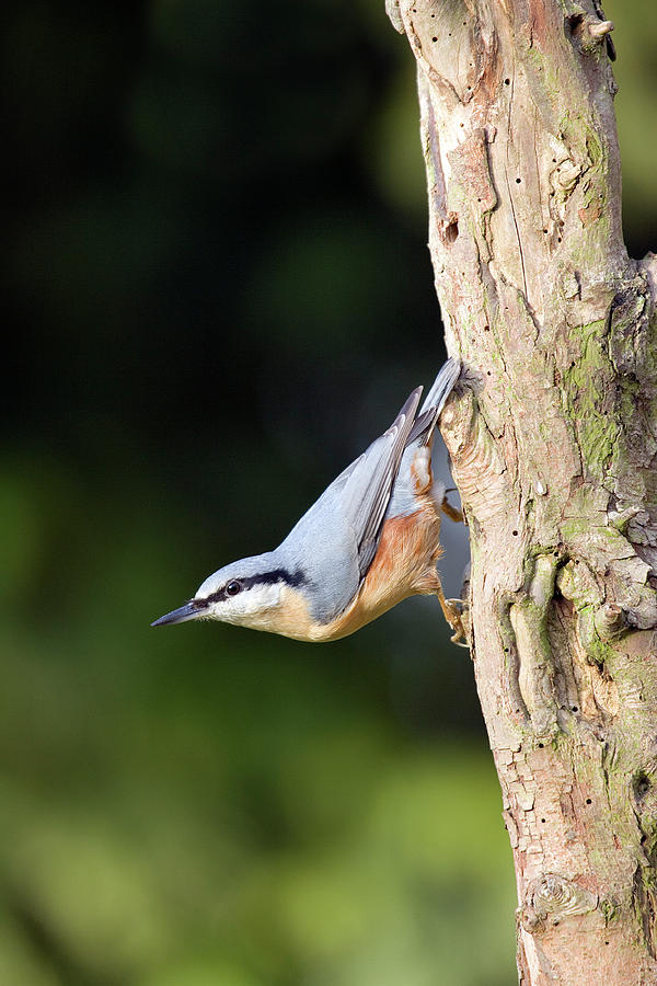 Eurasian Nuthatch Photograph by John Devries/science Photo Library ...