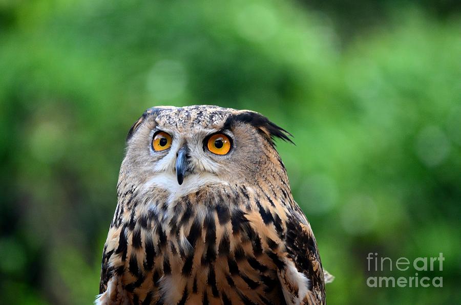 Eurasian or European Eagle owl bubo bubo stares intently Photograph by Imran Ahmed