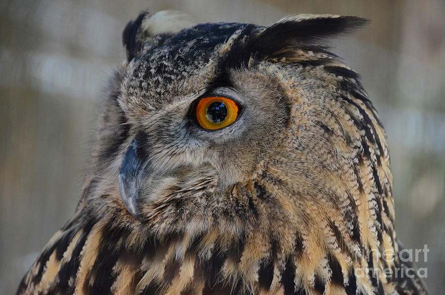 Eurasian Owl Photograph by Debby Pueschel