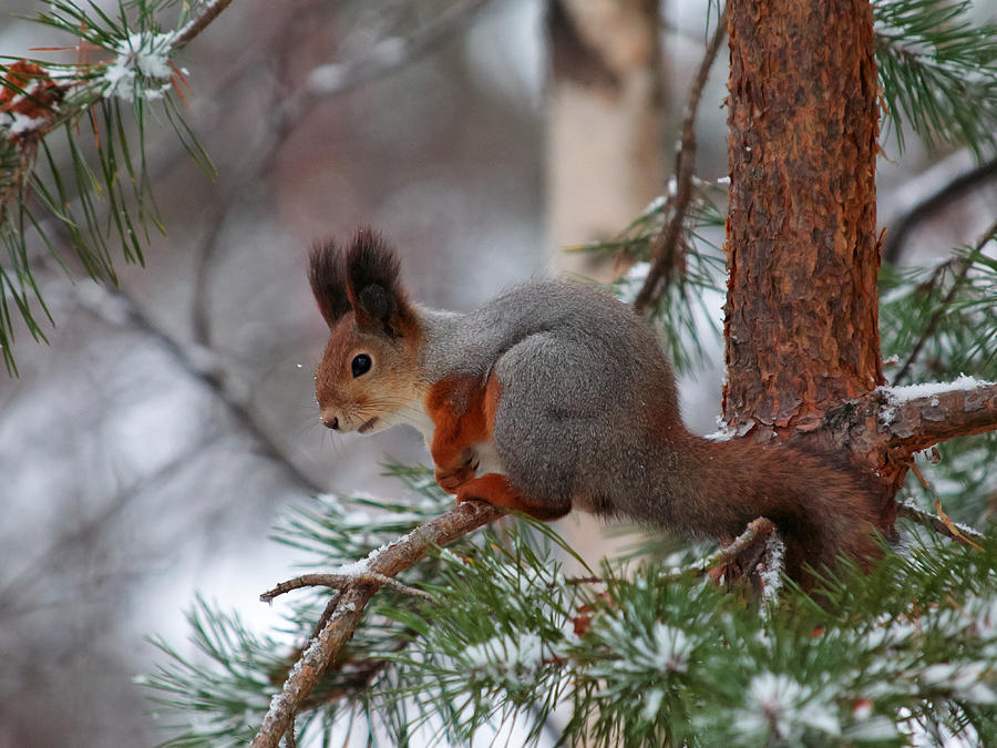Eurasian red squirrel Photograph by Jouko Lehto