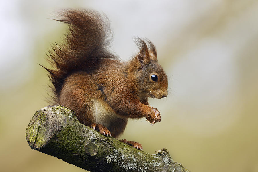 Eurasian Red Squirrel Netherlands Photograph by Marianne Brouwer