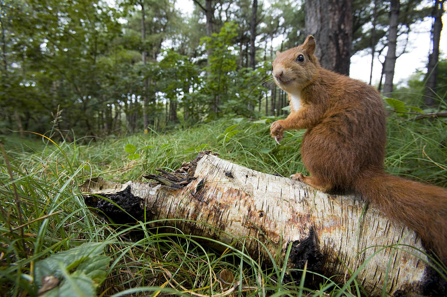 Eurasian Red Squirrel On Birch Log Photograph by Elliott Neep