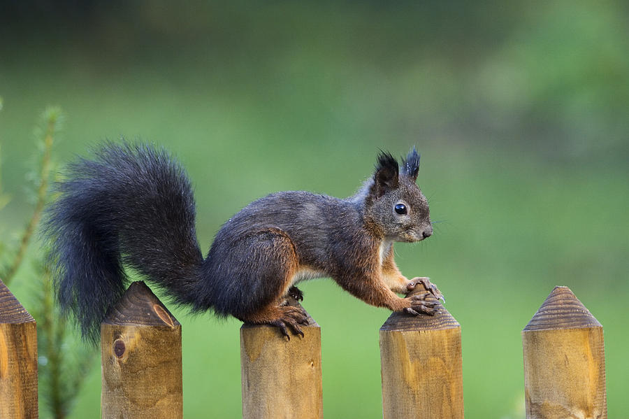 Eurasian Red Squirrel On Fence Bavaria Photograph by Konrad Wothe