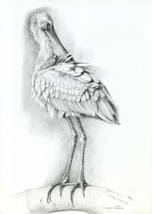 Eurasian Spoonbill - Platalealeucorodia Drawing by Svetlana Ledneva-Schukina
