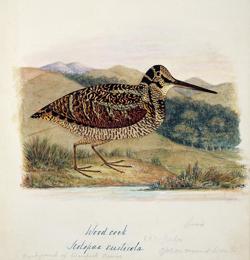 Eurasian Woodcock Photograph by Natural History Museum, London/science Photo Library