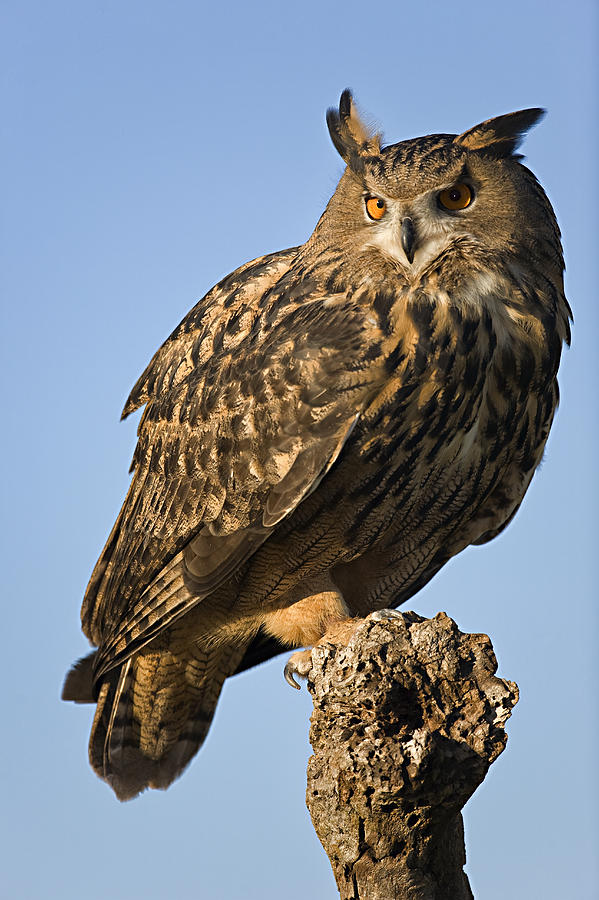 Eurasion Eagle Owl Photograph by Jack Milchanowski