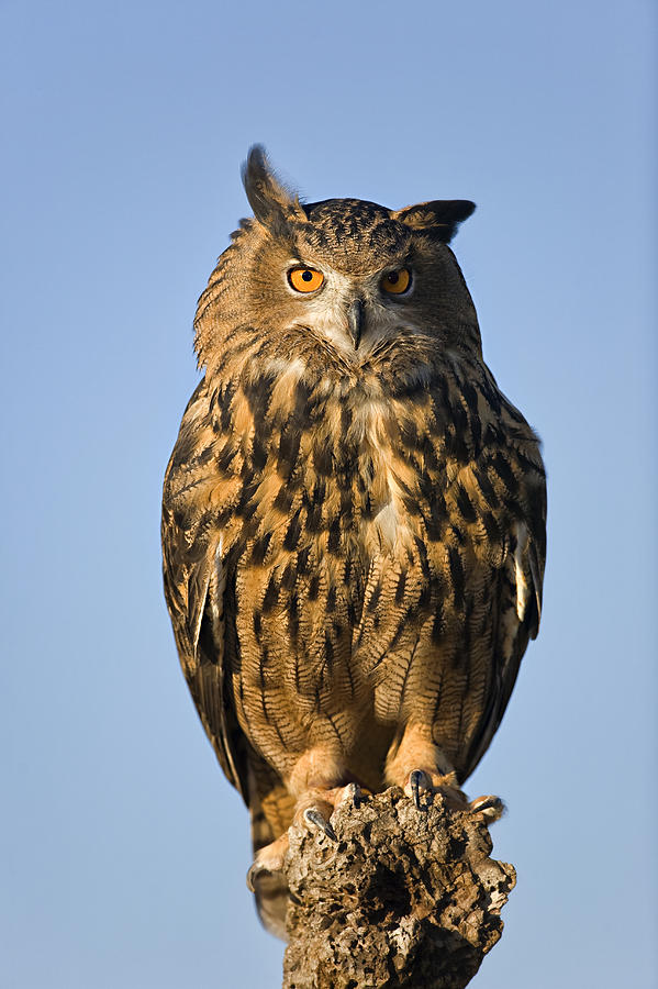 Eurasion Owl Photograph by Jack Milchanowski