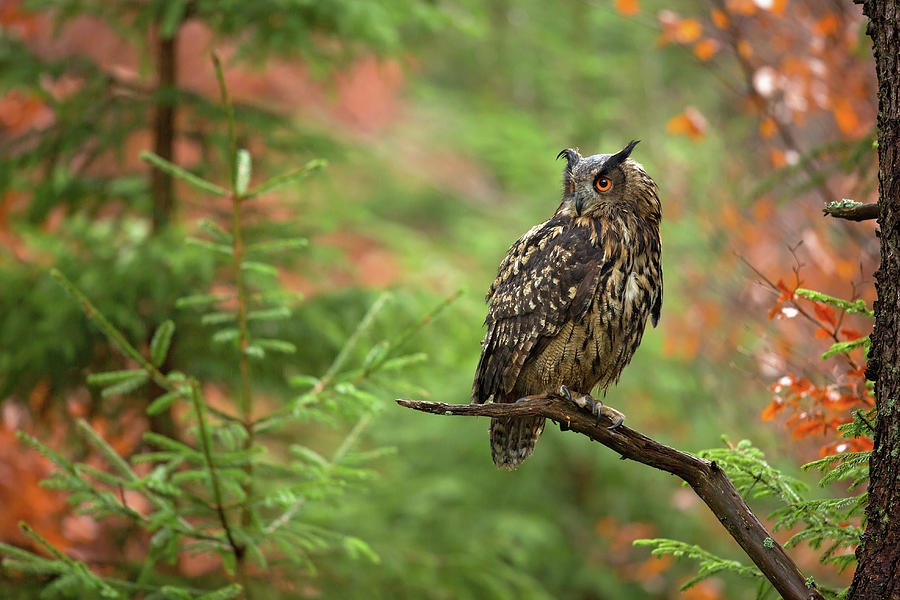 Euroasian Eagle Owl Photograph by Milan Zygmunt