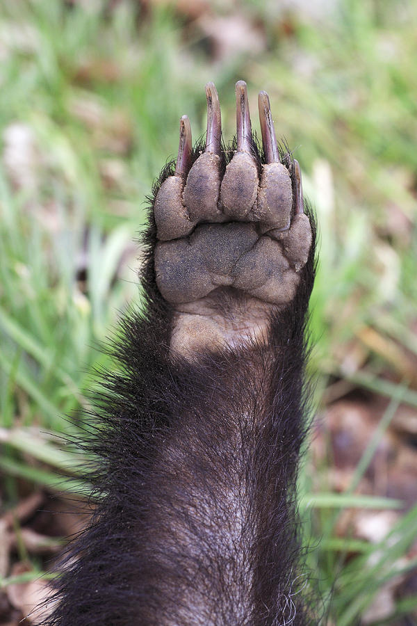 Upside Down Paw - When a Badger is not a Badger - Badger Paddles