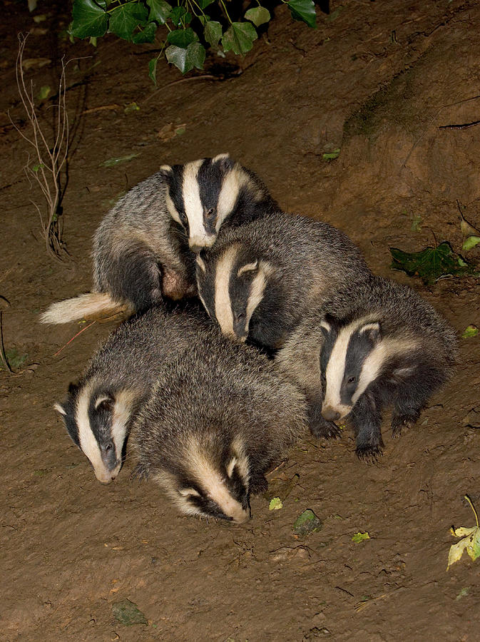 Summer Photograph - European Badgers Playing by John Devries/science Photo Library