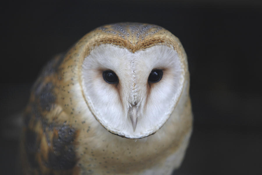 Barn Owls Photograph - European Barn Owl by Mark Jurkovic