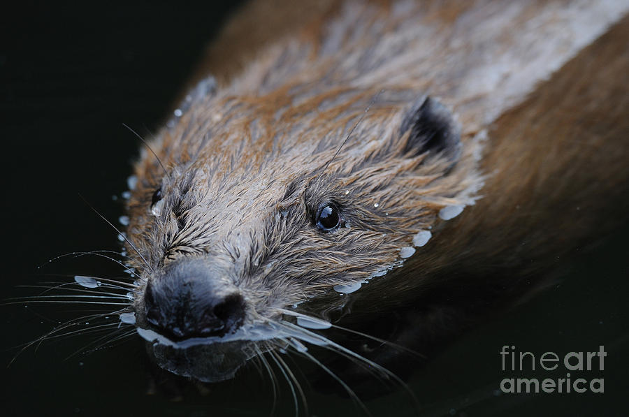 Wildlife Photograph - European Beaver by David & Micha Sheldon