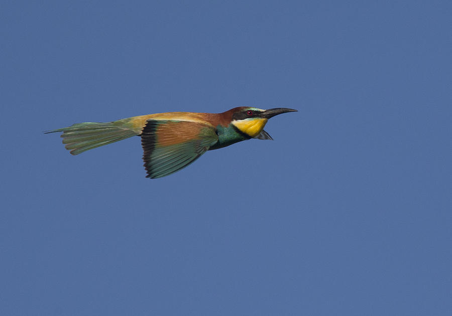European Bee-eater, Merops apiaster Photograph by Tony Mills