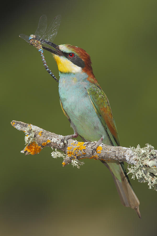 European Bee-eater With Dragonfly Prey Photograph by Andres M. Dominguez
