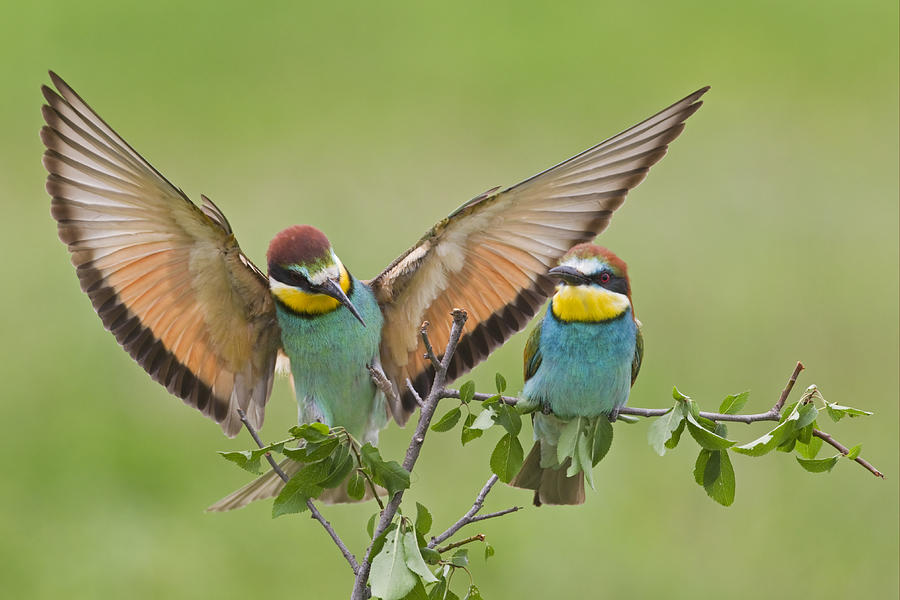 European Bee-eaters Bulgaria Photograph by Dickie Duckett