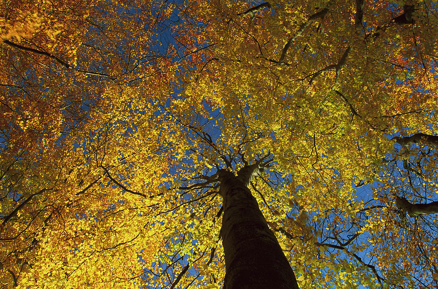 European Beech Fagus Sylvatica Trees Photograph by Christian Ziegler