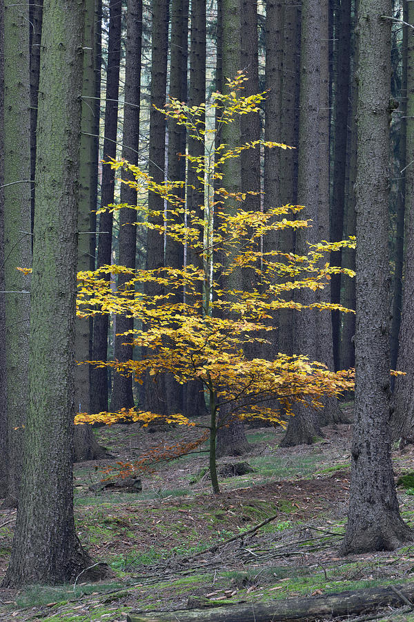 European Beech In Norway Spruce Forest Photograph by Duncan Usher