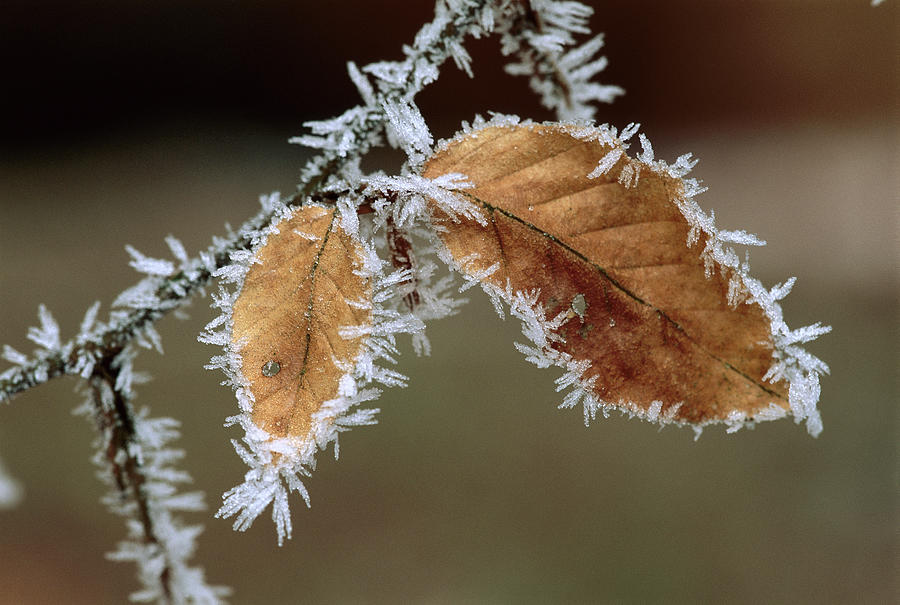 European Beech Leaves with Frost Photograph by Thomas Marent