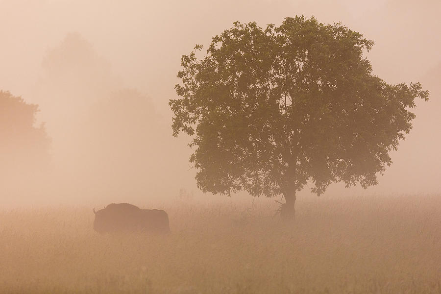 Bison Photograph - European Bison by Aitor Badiola