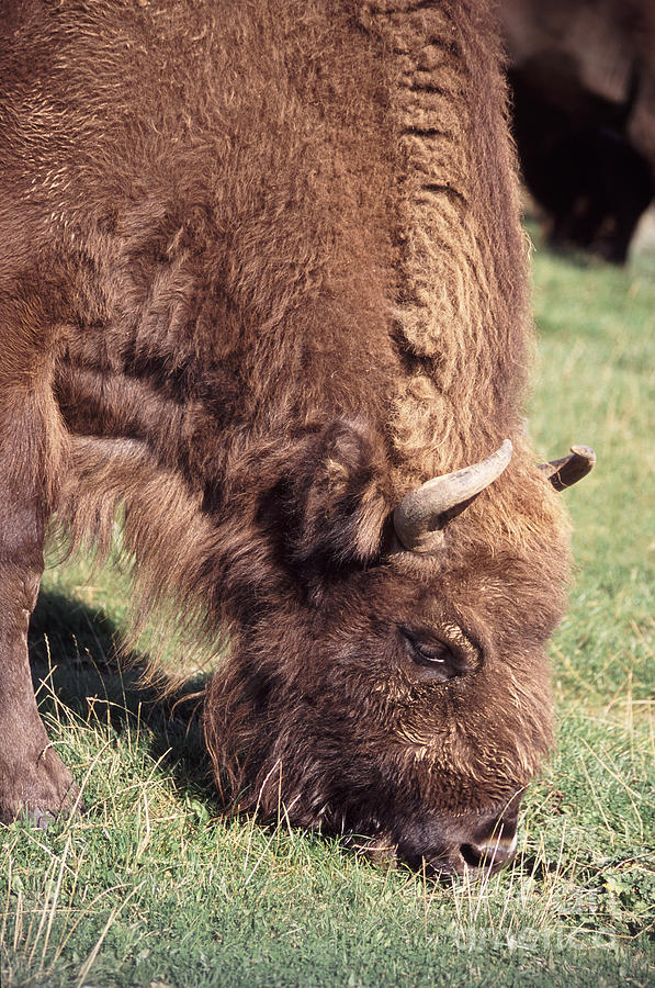 Bison Photograph - European Bison  Bison bonasus by Liz Leyden