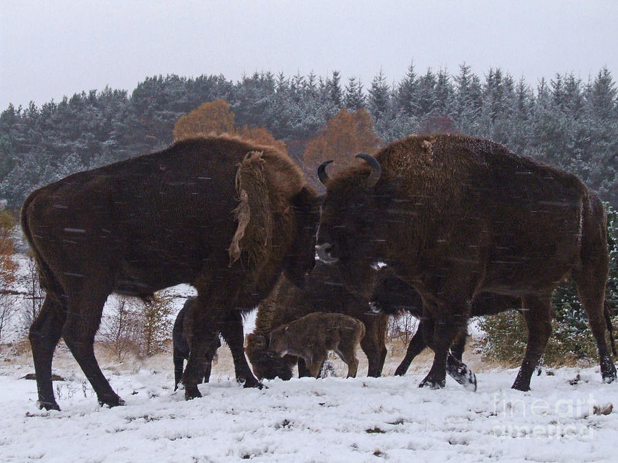 European Bison - snow shower Photograph by Phil Banks