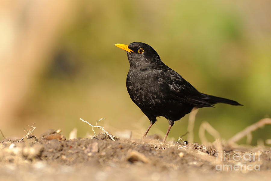 Blackbird Photograph - European Blackbird by Willi Rolfes