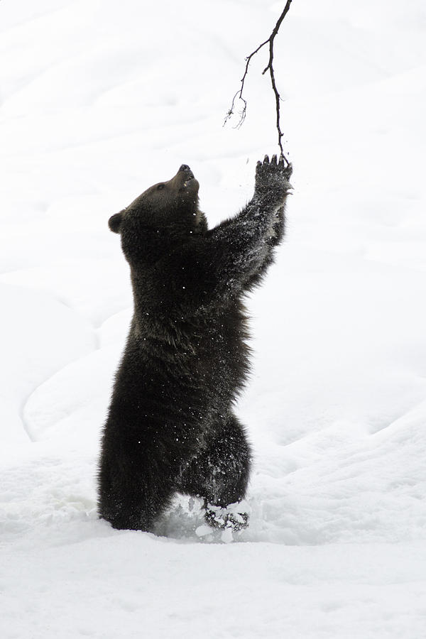 European Brown Bear Cub Photograph by Duncan Usher