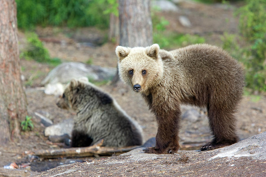 European Brown Bear Cubs Photograph by John Devries/science Photo Library