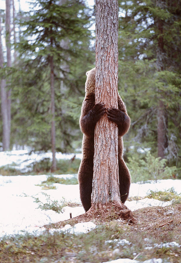 European Brown Bear Photograph by John Daniels