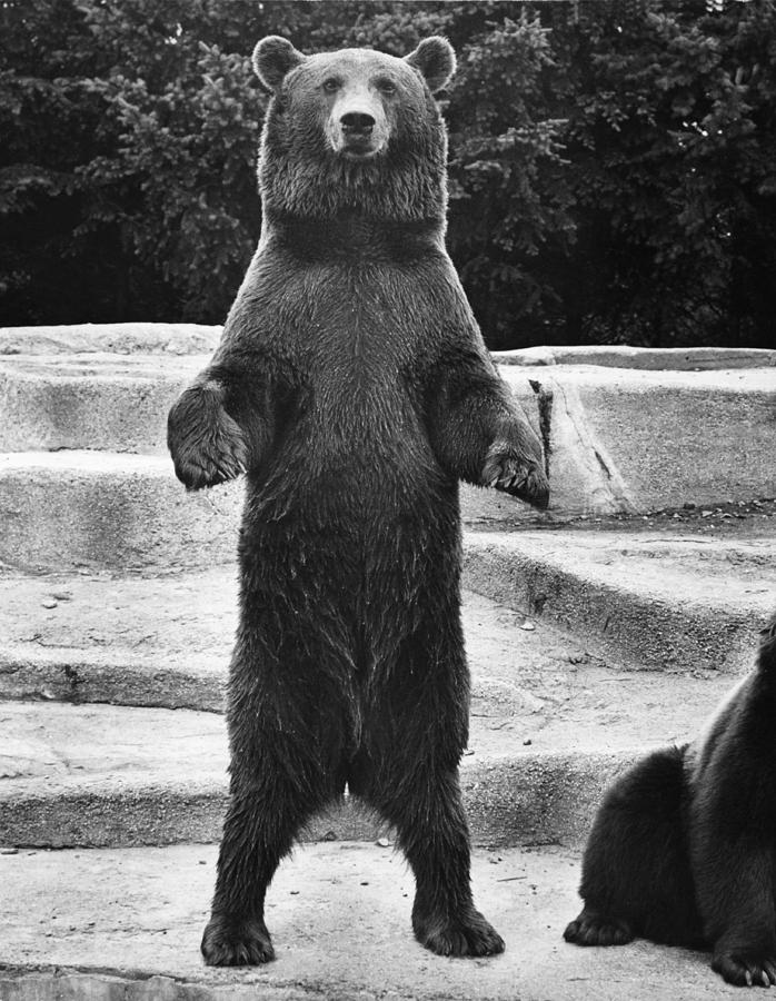 European Brown Bear, Warsaw Zoo, Poland Photograph by George Holton