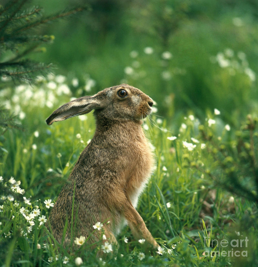 European Brown Hare Photograph by Hans Reinhard