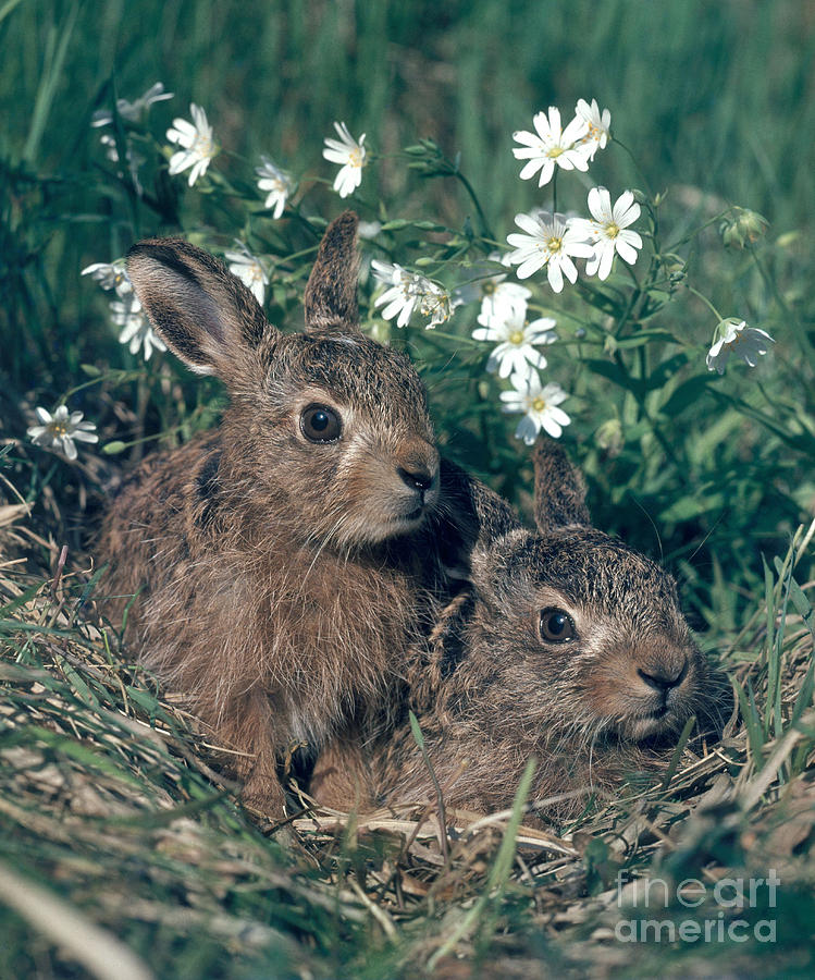 Animal Photograph - European Brown Hares by Hans Reinhard