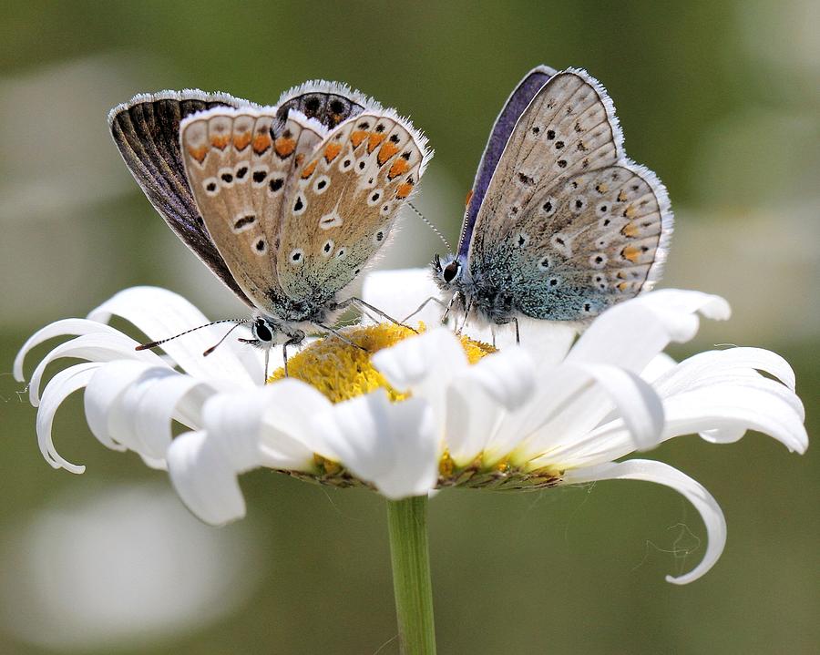 Butterfly Photograph - European Common Blue Butterflies by Doris Potter